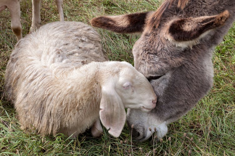 guardian donkey