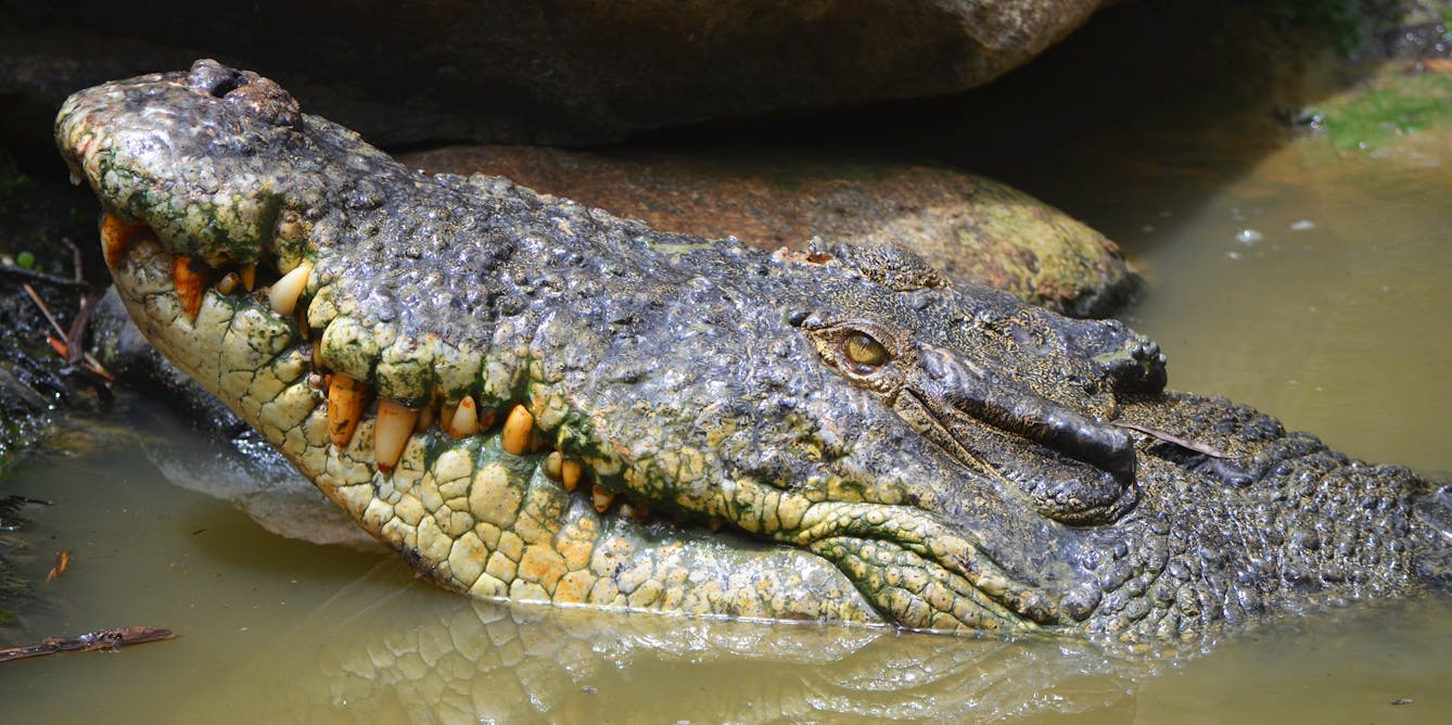 Crocodiles are uniquely protected against fungal infections. This might one  day help human medicine too