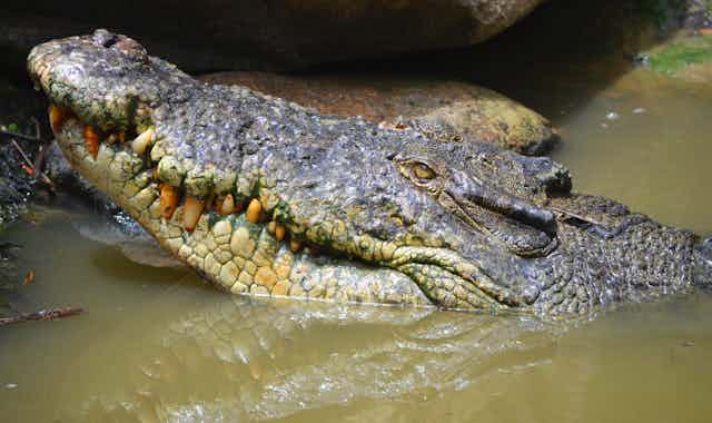 Saltwater crocodile lurking in murky water