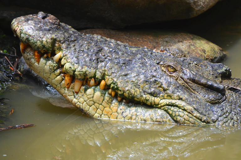 Saltwater crocodile lurking in murky water