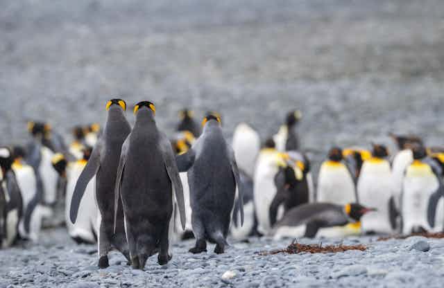 Group of penguins against rocky backdrop