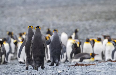 why Macquarie Island deserves a bigger marine park
