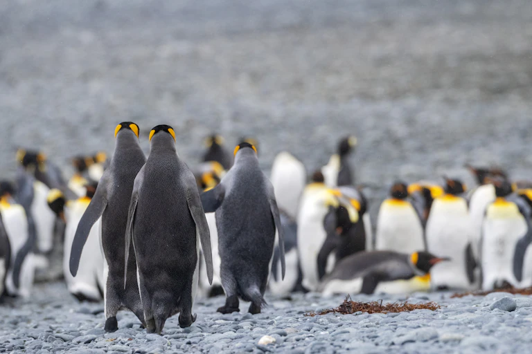Group of penguins against rocky backdrop