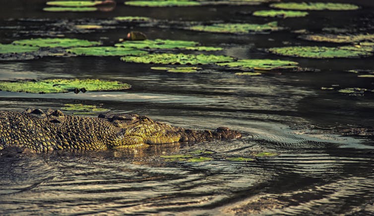 A green-yellow crocodile swimming past some green lilypads in dark water