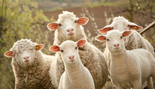 As the states consider animal welfare law reform, what changes would curb cruelty against animals?