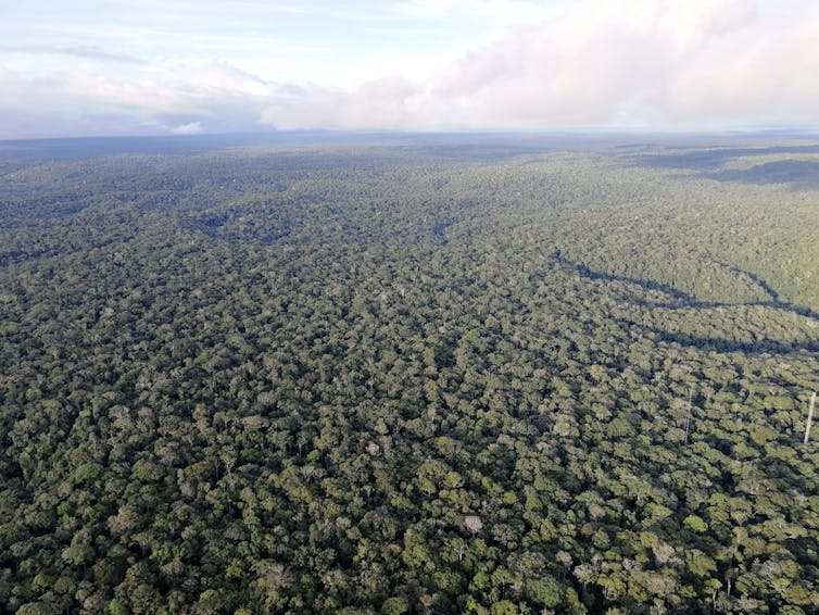 The Amazon rainforest seen from a tower observatory.