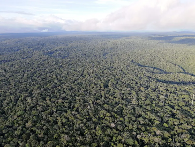The Amazon rainforest seen from a tower observatory.