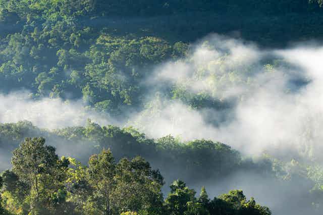 Mist rises over a tropical forest canopy at dawn.