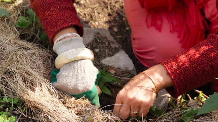 Une personne se prépare à planter