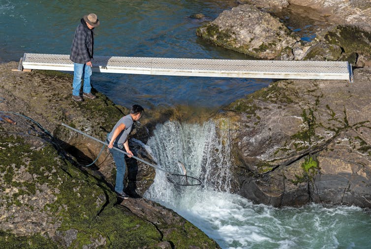 Canadian Wet'suwet'en indigenous first nation people fishing salmon by waterfall of Moricetown canyon, British Columbia.