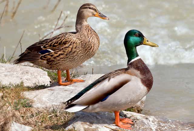 Deux canards colverts, un mâle et une femelle, près d'un plan d'eau 