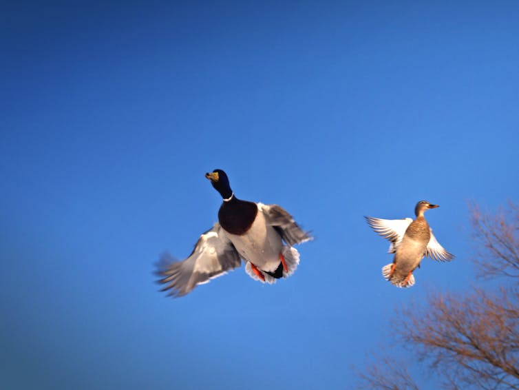 Deux canards volent