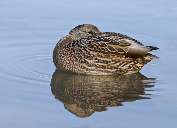 Canard colvert femelle la tête dans son plumage