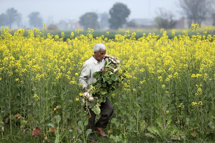 A barefooted Indian man walks through a field of crops carrying a bunch of turnips