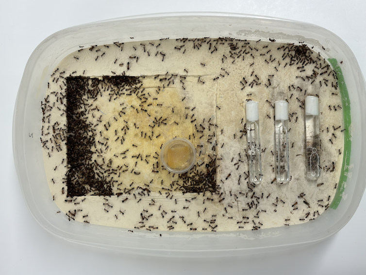 A Tupperware container filled with ants. Three test tubes with cotton stoppers appear to hold water.