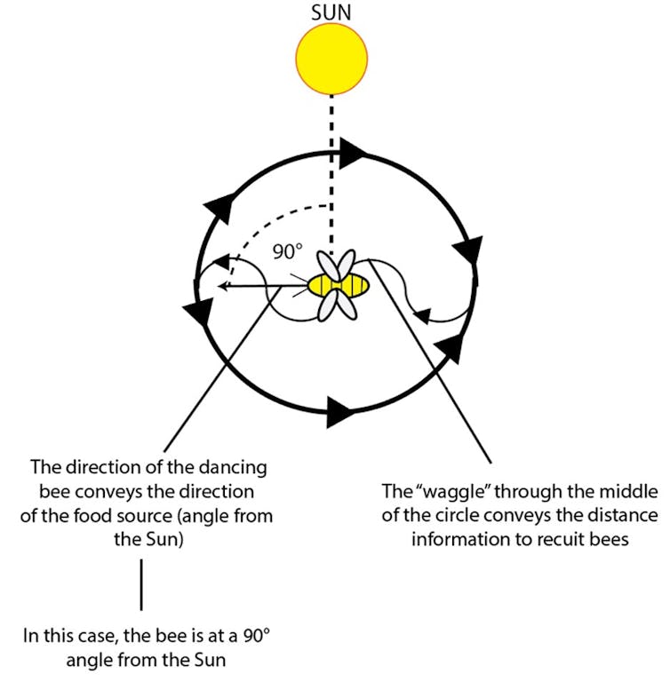 Image depicts the dance of a honeybee in a schematic as described in the text.