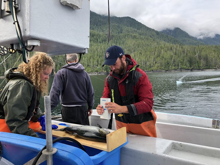 A researcher uses a gadget to measure the fat content in a Chinook salmon.