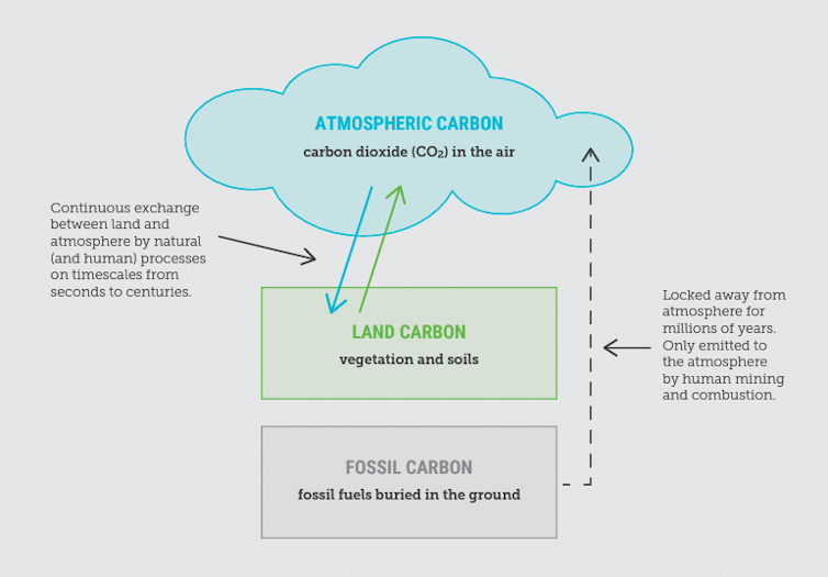 figure of carbon cycle