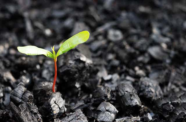 seedling on charcoal