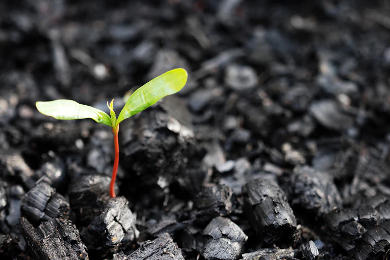 seedling on charcoal