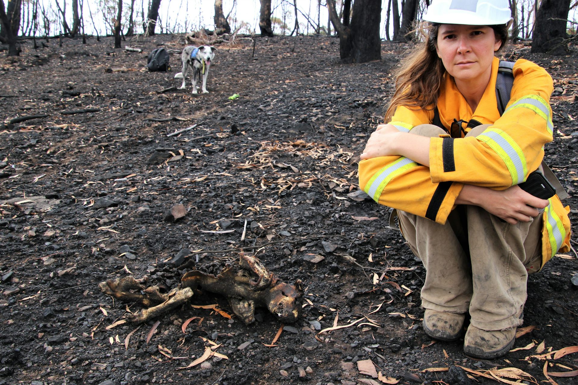 Dr Romane Cristescu crouches over a dead koala in a burnt area during the 2019-20 bushfires