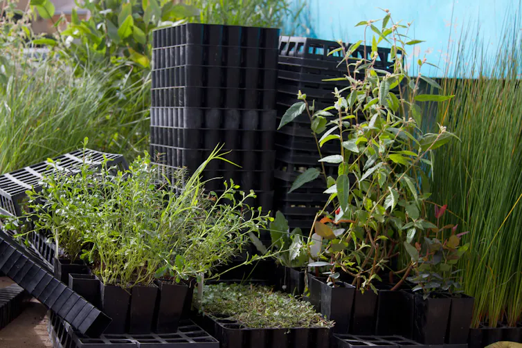 revegetation tubestock