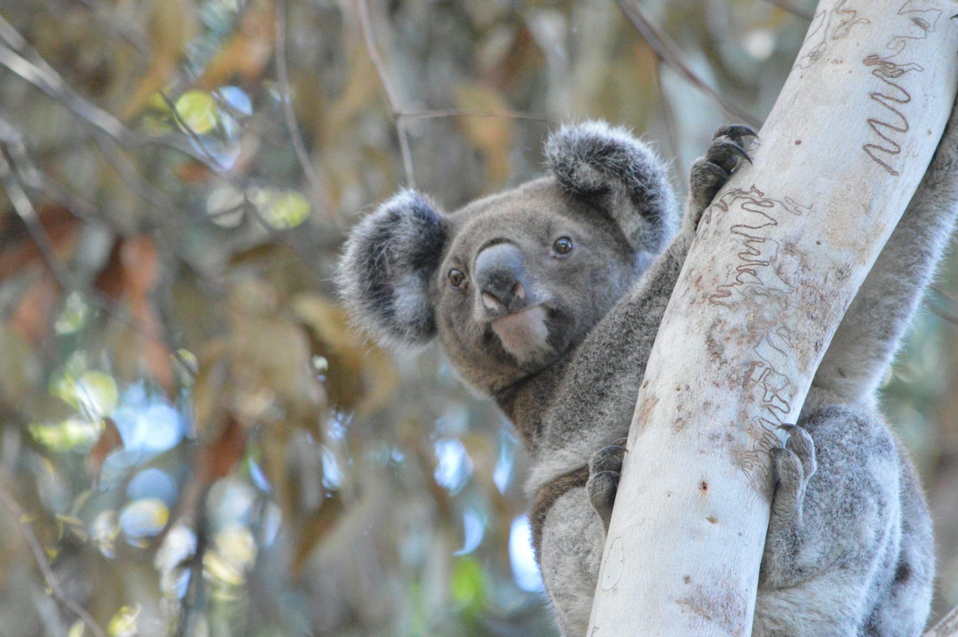 A Minjerribah koala looks down at the camera while climbing a tree