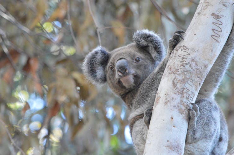 A Minjerribah koala looks down at the camera while climbing a tree