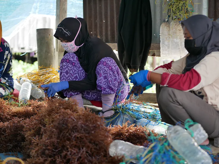 Perempuan rumput laut