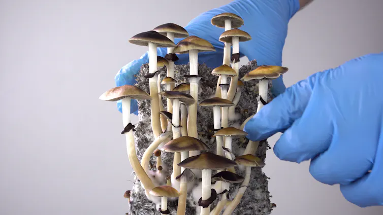 Australian clinical trials with psilocybin and MDMA have relied on imports provided free by not-for-profit research groups such as the Multidisciplinary Association for Psychedelic Studies in California.