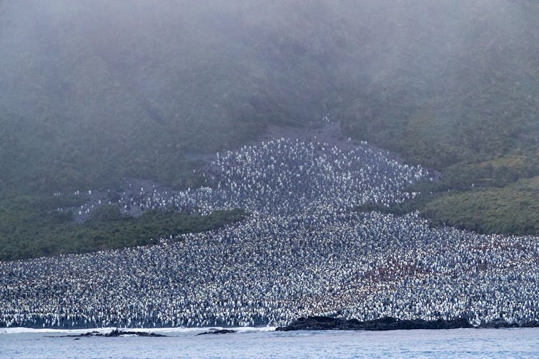Huge colony of birds on foggy hillside