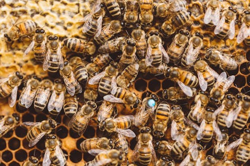Is the honeybee’s iconic waggle dance learned or innate? New research provides the answer