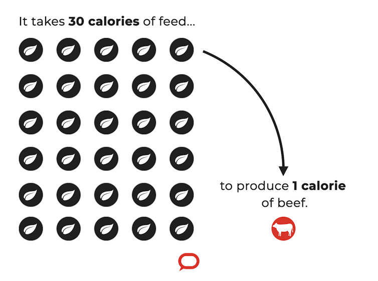 Infographic showing the 30 calories of feed it takes to produce one calorie of beef.