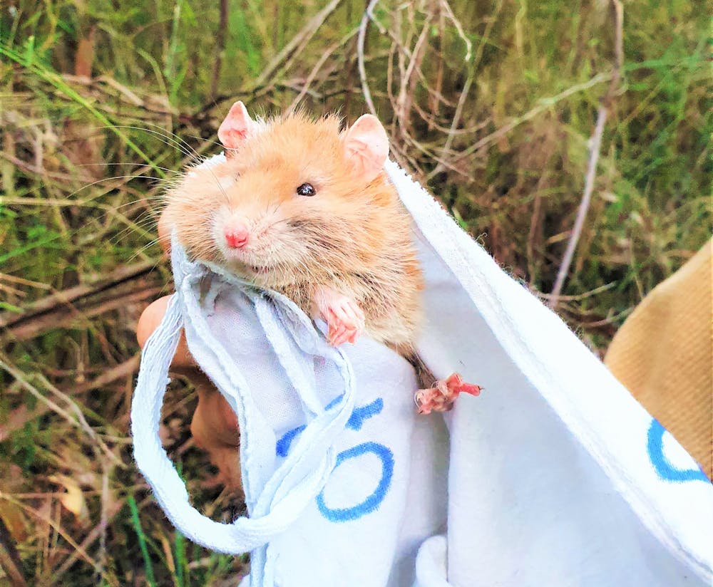 Ghost rodents: get ready to fall in love with Australia’s albino rats ...