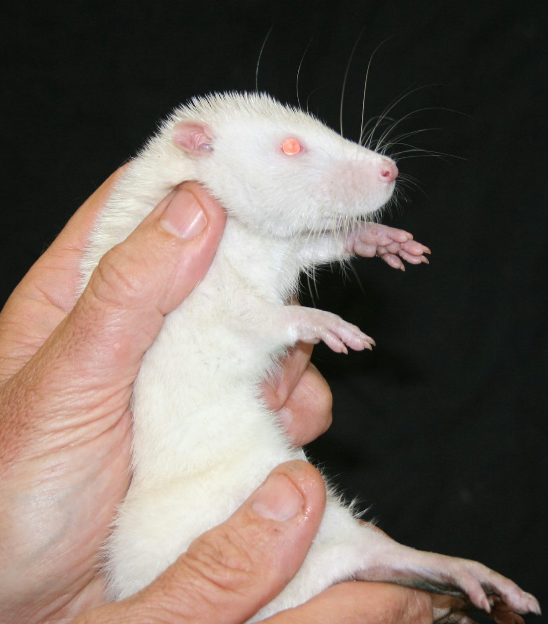 Albino best sale dumbo rat