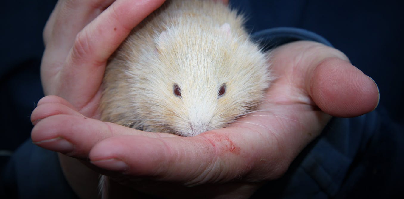 Ghost rodents: get ready to fall in love with Australia’s albino rats andmice