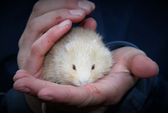 A native Australian albino heath mouse, facing the camera, held in the palm of a hand, with another hand over the top