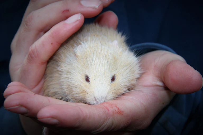 A native Australian albino heath mouse, facing the camera, held in the palm of a hand, with another hand over the top