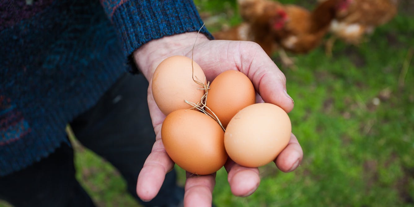 UK's Top Quality Free-Range Eggs: RSPCA Assured