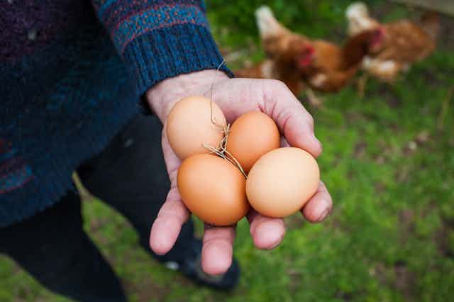 A hand holding freshly laid eggs with three hens in the background.