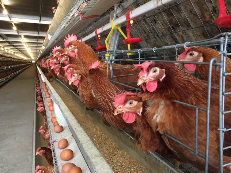 Hens poke their heads out of metal cages above a trough filled with eggs.