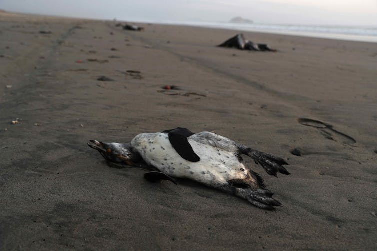 A dead penguin washed up on a sandy beach.