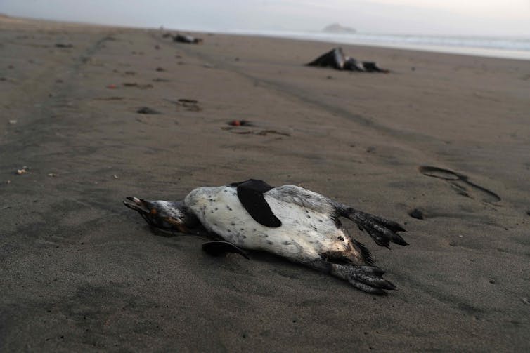 Um pinguim morto apareceu em uma praia arenosa.