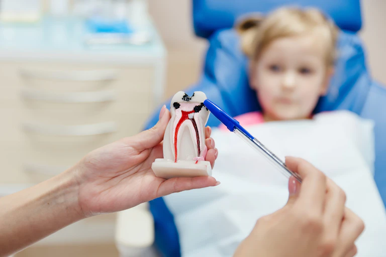 Manos explicando el avance de la caries en un modelo de diente.