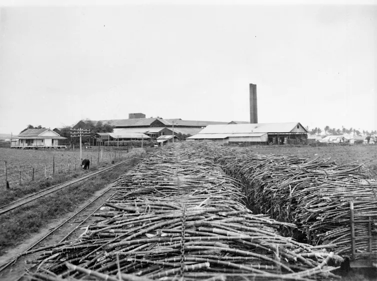 Black and white photo of rows of tram cars full of sugar cane. In the distance a factory building can be seen.