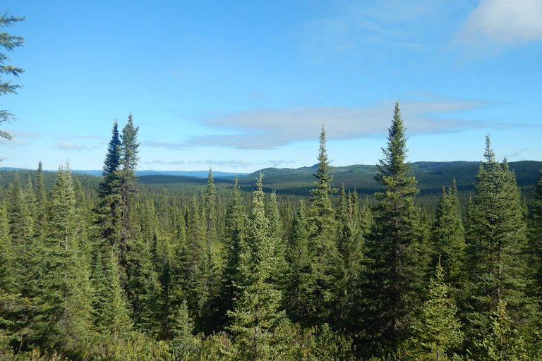 forêt
