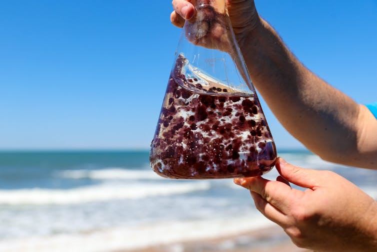 A man holds a glass flask containing the seaweed Asparagopsis taxiformis on a beach, with waves crashing on the shore behind