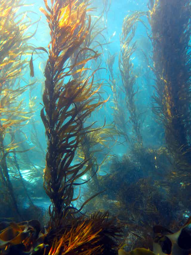 Giant kelp forest in Tasmania