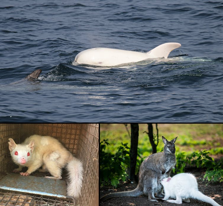 A composite image providing three examples of albino animals, a dolphin (top), a quoll (left) and wallaby (right).