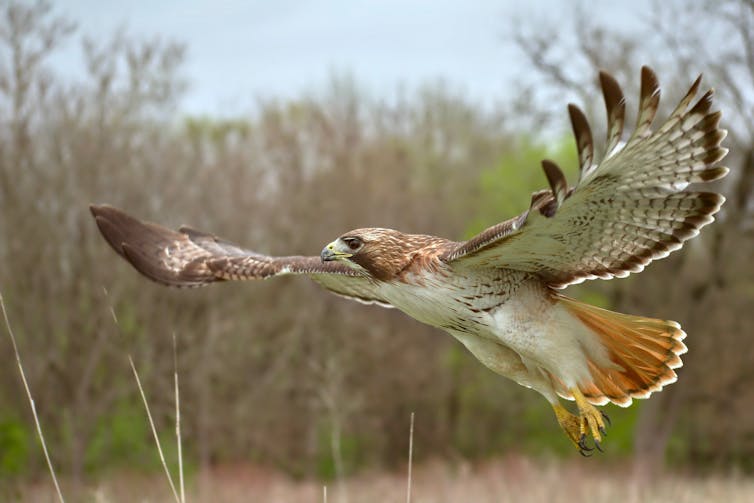 A red tailed hawk in flight.